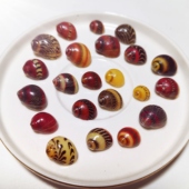 正品 2cm寄居蟹换壳迷你小海螺稀有贝壳收藏欣赏 天然红斑螺1