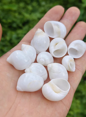 天然海螺贝壳 白猫眼螺 寄居蟹换壳备用壳手工diy相框材料鱼缸