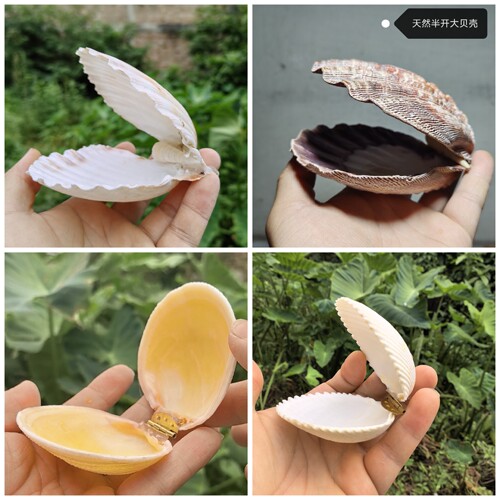 天然可开合大贝壳礼盒