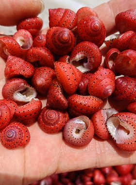 天然海螺 草莓钟螺1-2厘米标本贝收藏摆件鱼缸装饰小豆丁替换壳