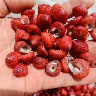 天然海螺 草莓钟螺1-2厘米标本贝收藏摆件鱼缸装饰小豆丁替换壳