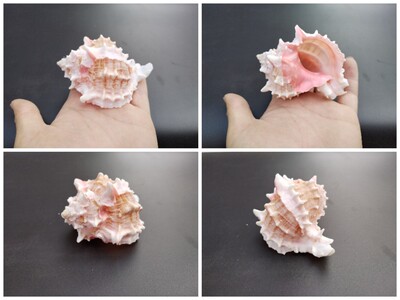 鱼缸造景天然寄居蟹替换壳海螺