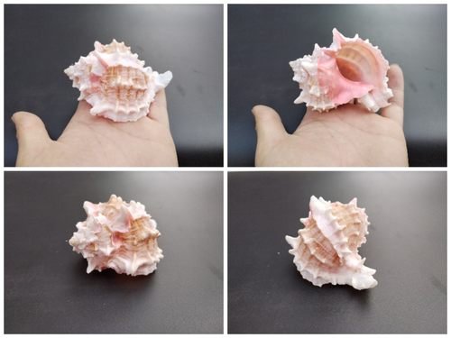 鱼缸造景天然寄居蟹替换壳海螺