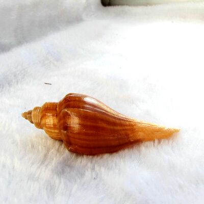 旋螺海螺贝壳鱼缸造景装饰品