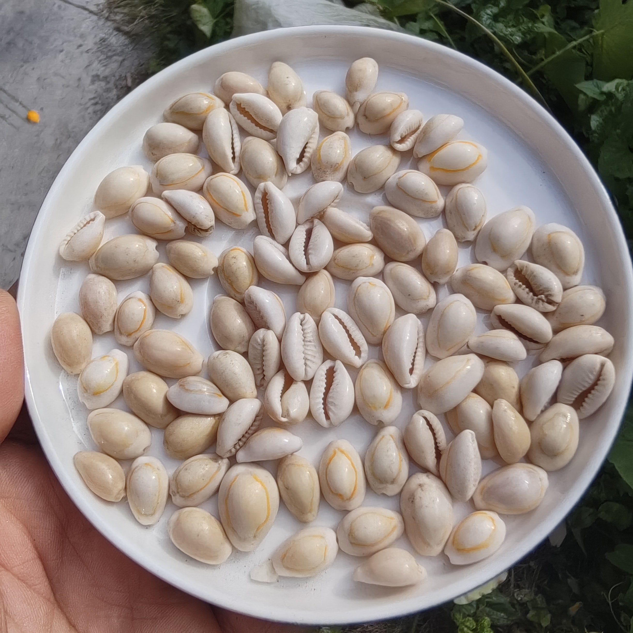 1.2-1.5cm迷你小金边海币海螺贝壳 手工diy材料