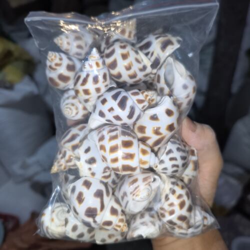 大东风螺1斤 寄居蟹替换备用壳鱼缸造景三湖湖鱼孵化躲避儿童礼物