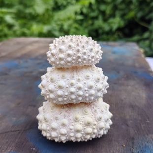 天然海胆壳标本 情侣定情信物老婆女同学女友生日惊喜可爱礼物