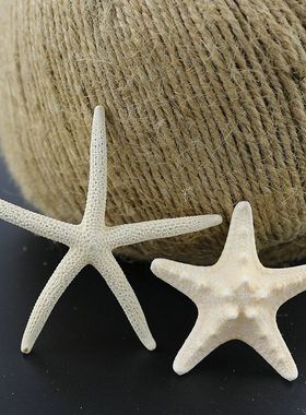 超小天然白色小海星摆件 创意婚庆道具地中海墙面玻璃地台装饰品