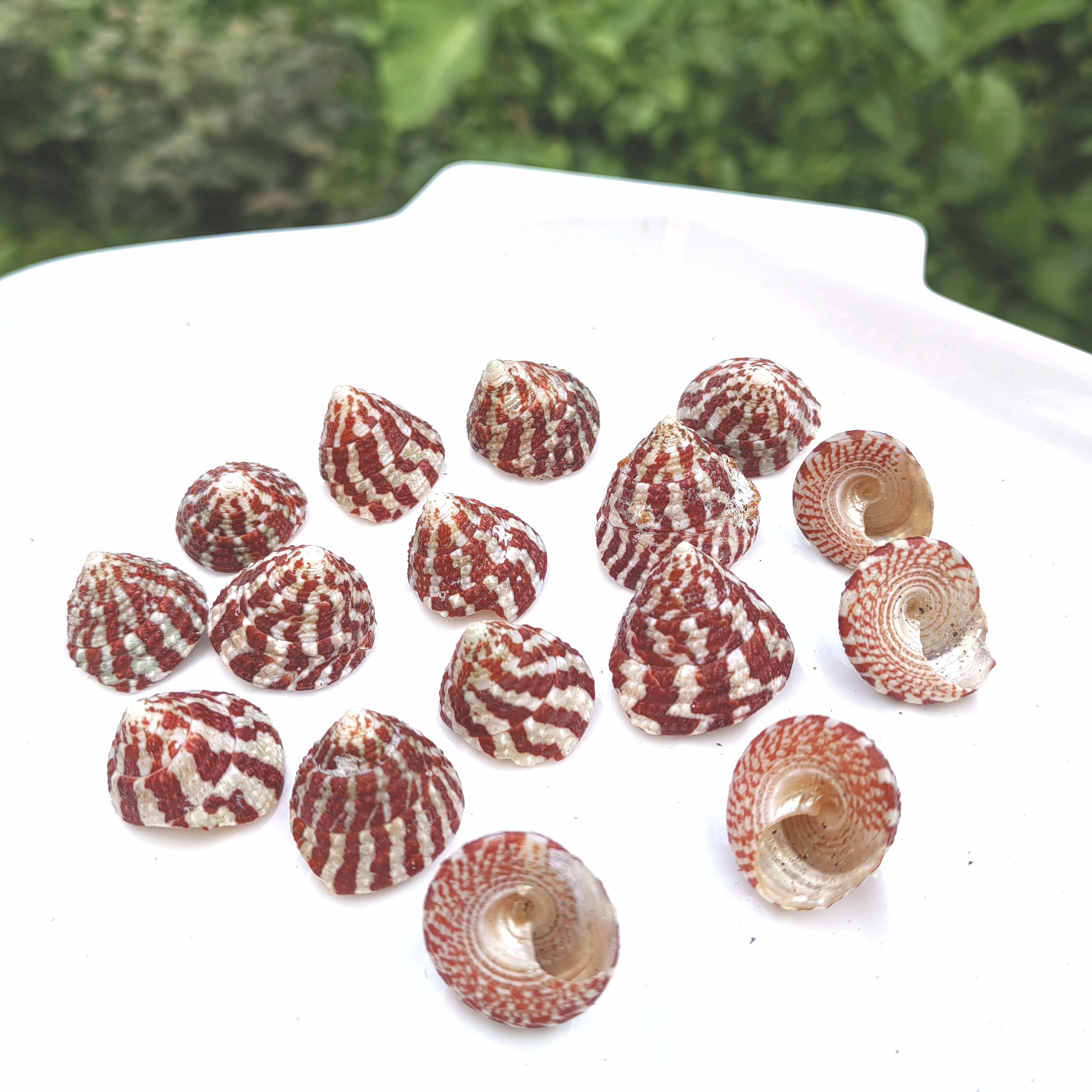 天然海螺 小红塔螺标本收藏家居装饰鱼缸造景寄居蟹替换备用壳