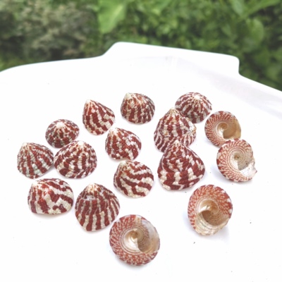 天然海螺 小红塔螺标本收藏家居装饰鱼缸造景寄居蟹替换备用壳