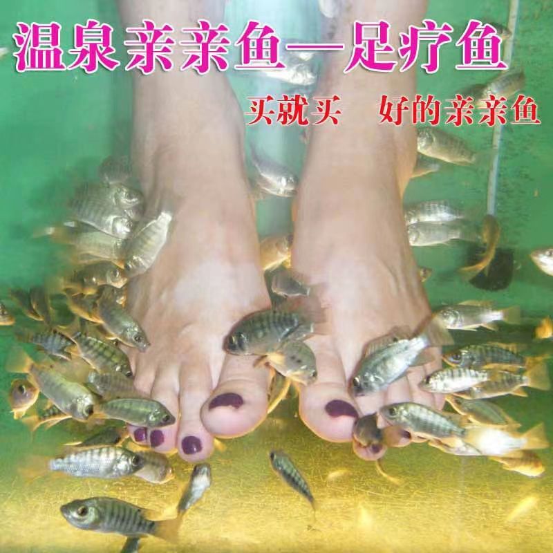 温泉鱼足疗鱼亲亲鱼洗脚鱼专用鱼