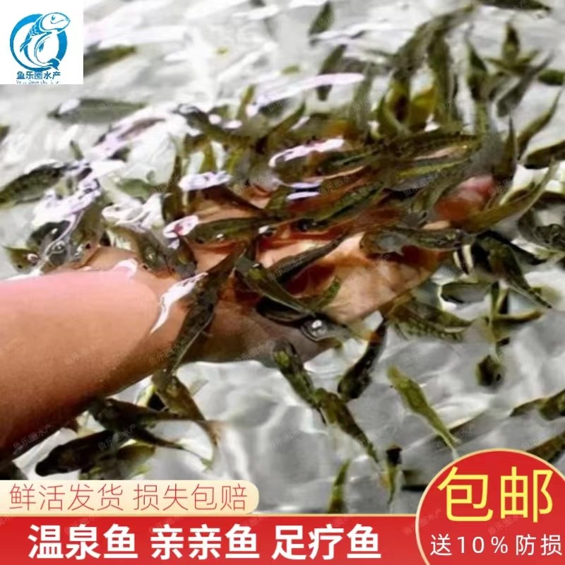 红色亲亲鱼足疗鱼洗脚鱼淡水鱼疗鱼