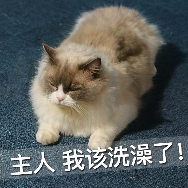 猫咪沐浴露宠物专用浴液杀螨除菌除臭香波幼猫洗澡除蚤猫猫咪用品