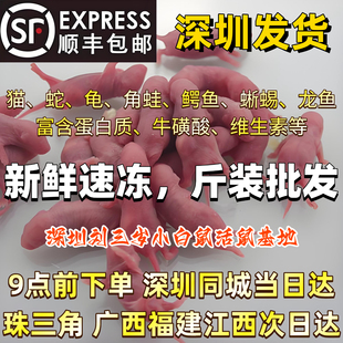 包邮无菌冷冻小白鼠红皮粉皮白霜乳鼠宠物蛇猫角蛙龟食物爬宠饲料