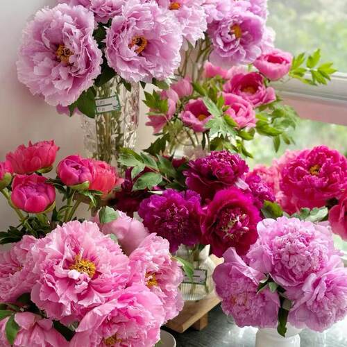 鲜花牡丹鲜花现货速发顺丰包邮