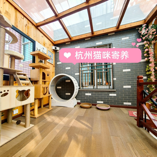 杭州猫咪寄养可上门接送家庭酒店