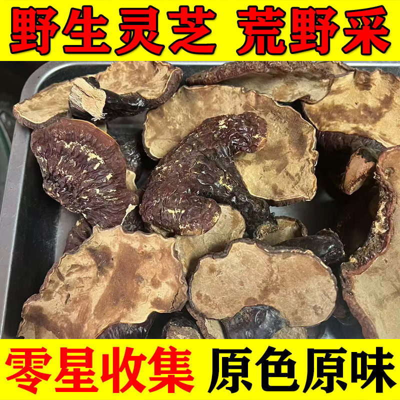 野生灵芝西藏纯天然野生赤灵芝整枝干货500g正宗林芝整朵正品野生