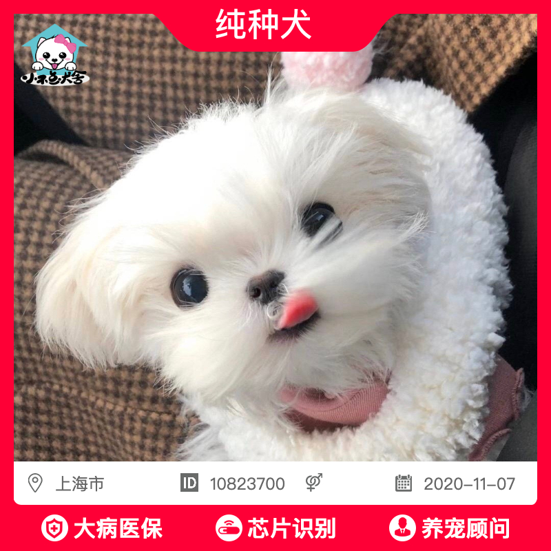 马尔济斯犬幼犬价格 马尔济斯犬幼犬图片 星期三 马尔济斯犬幼犬价格 马尔济斯犬幼犬图片 星期三
