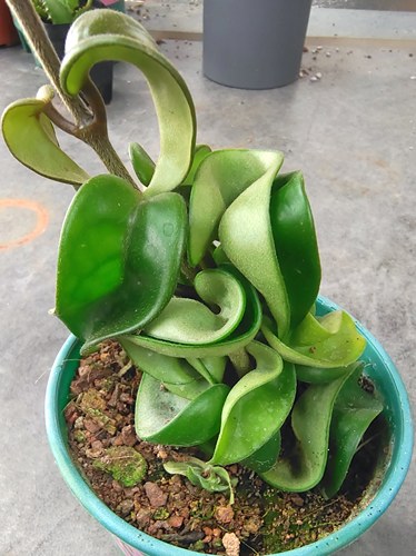 卷叶球兰 萝藦科垂吊爬藤花卉植物盆栽开花旋转多肉cv. Compacta