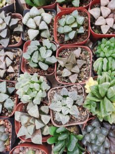 玉露多肉植物小盆栽 实生寿 潘氏冰灯十二卷 办公室 桌面克里克特