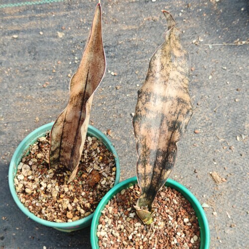 泰系原色枯叶虎皮兰植物盆栽好养耐旱奇趣阳台创意花卉老桩绿植