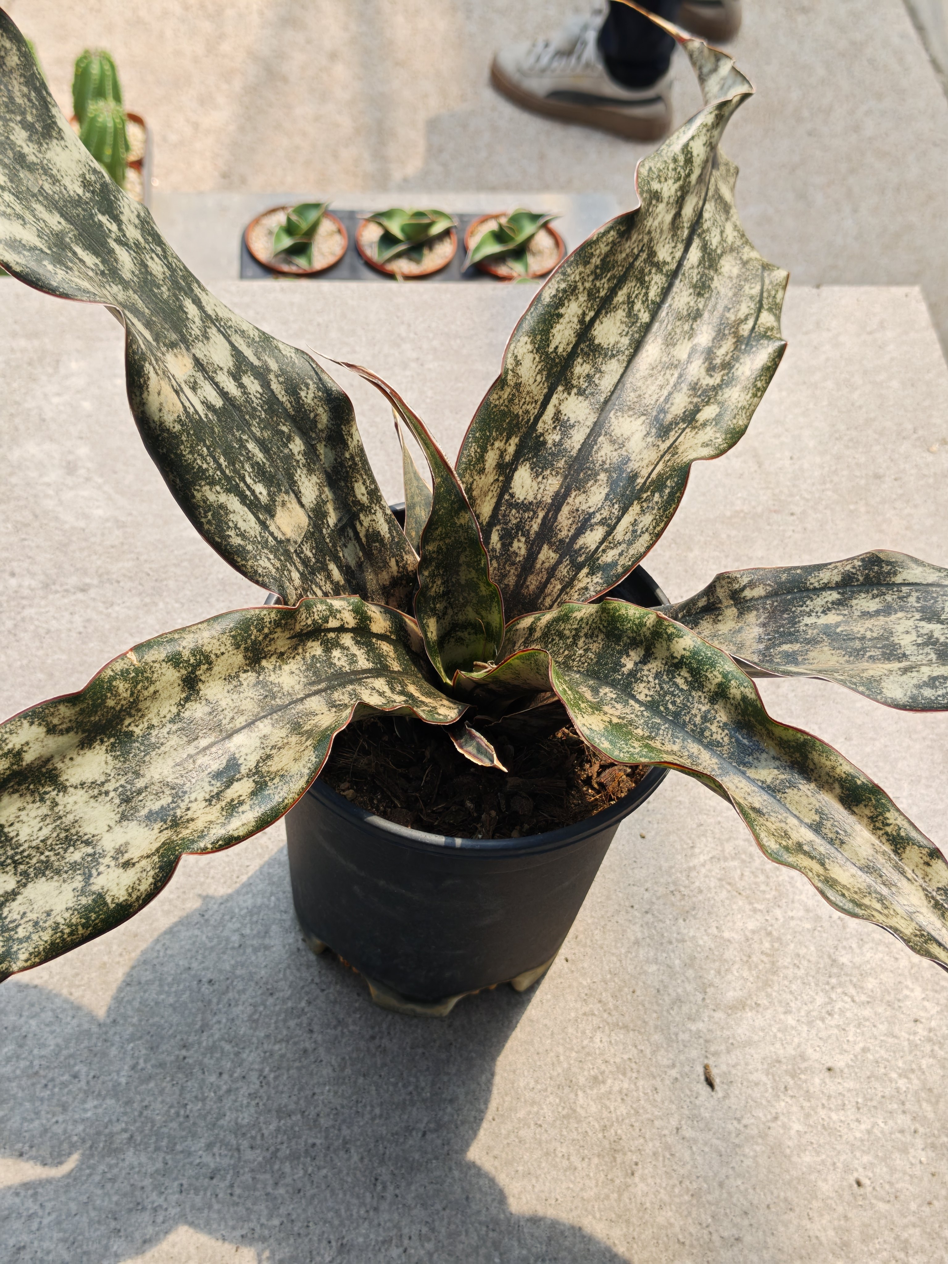 泰系进口枯叶虎尾兰 趣味大型庭院植物老桩盆栽沙生好养创意老桩