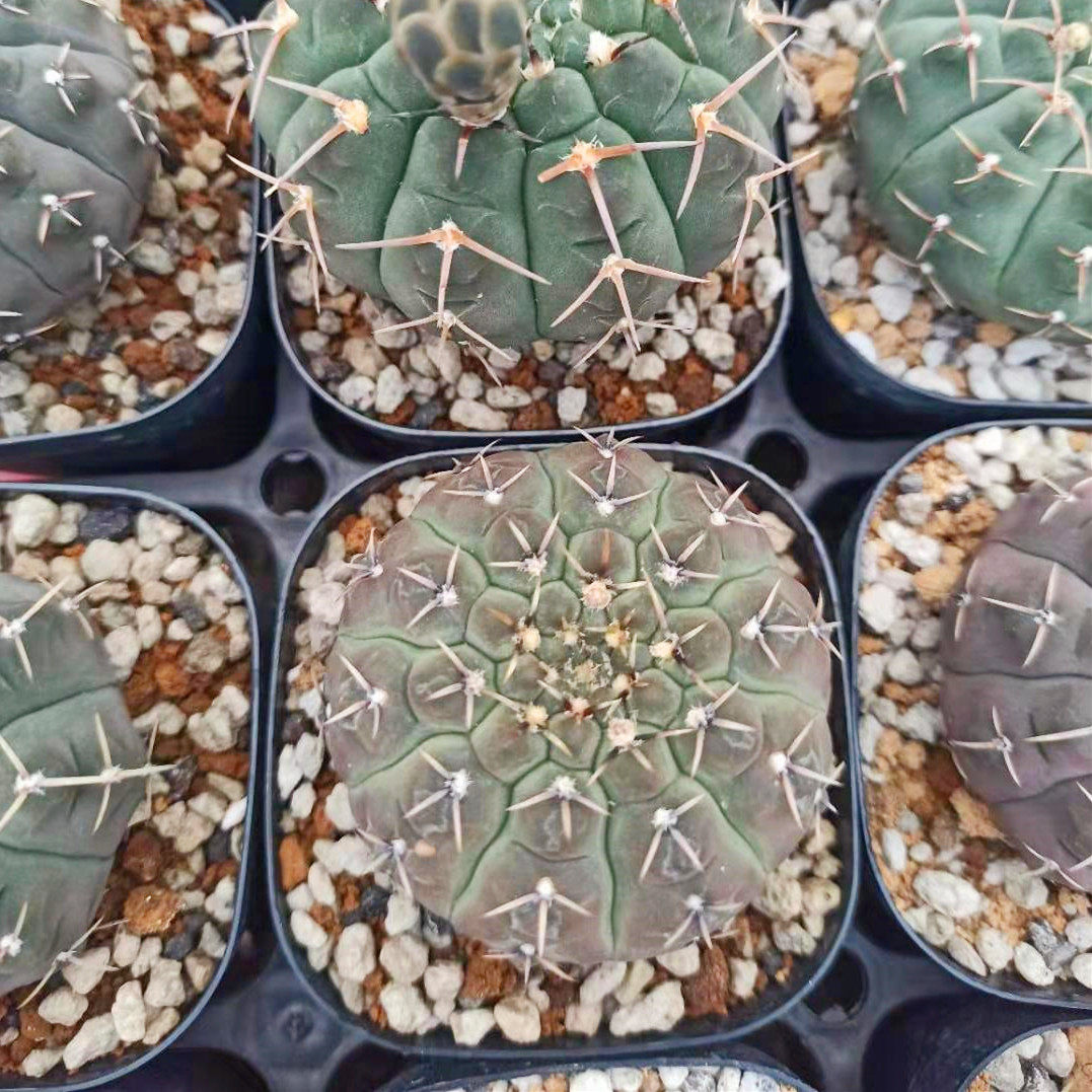 实生三刺玉仙人球裸鄂球高端开花沙生耐旱稀缺品种三本刺带盆栽好