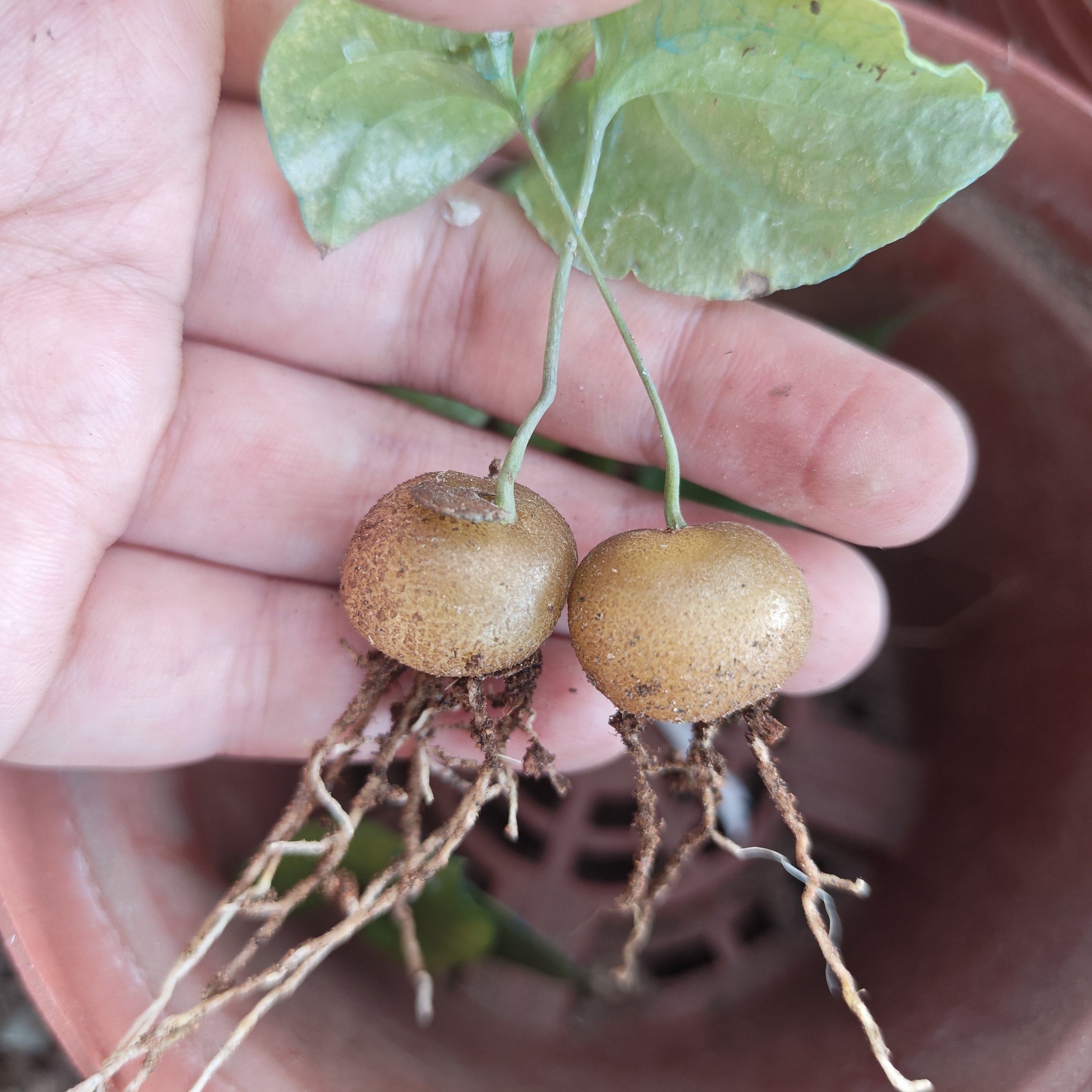 实生南非龟甲龙籽播块根植物多头群生阳台花卉盆栽办公室桌面花卉