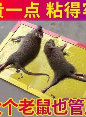老鼠贴强力胶粘大老鼠神器粘超强粘鼠板超强粘板老鼠粘强力粘鼠板