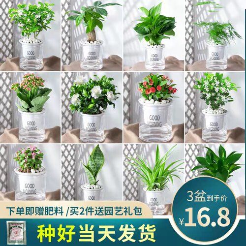 发财树盆栽植物室内小盆景价格 多少钱 发财树盆栽植物室内小盆景价格 多少钱