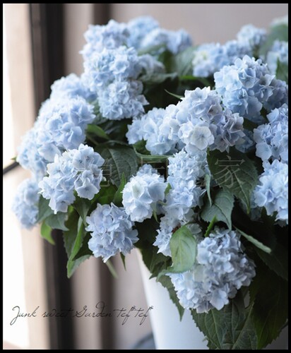 日本绣球花价格 日本绣球花图片 星期三