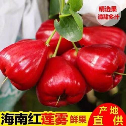 海南黑珍珠热带特产莲雾