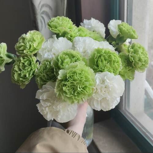 康乃馨水养鲜花表达爱意昆明直发