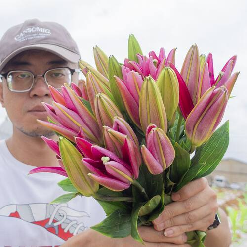 香水百合花大头云南鲜花直发浓香