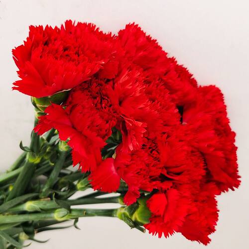 康乃馨鲜花单头100支云南发家居水养插花送父母亲节礼物活动花束