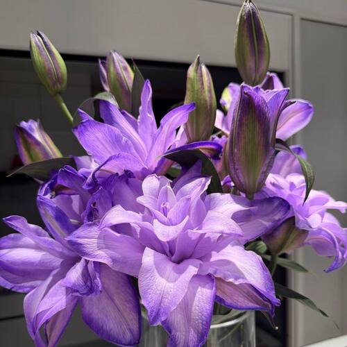 云南基地直发重瓣百合花百合紫色紫霞仙子香水鲜花真花吸色水养