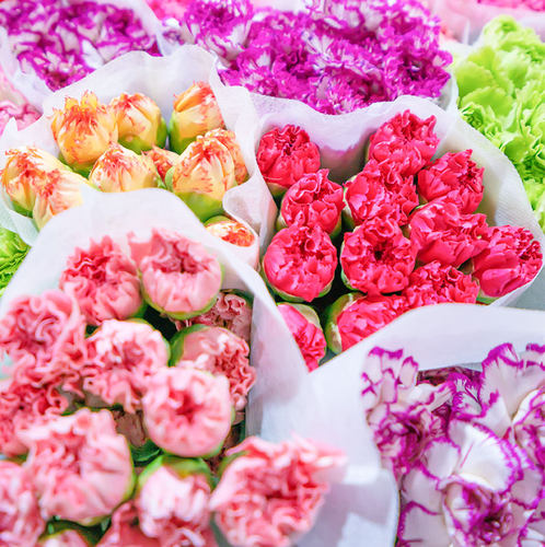 康乃馨38节母亲节送礼