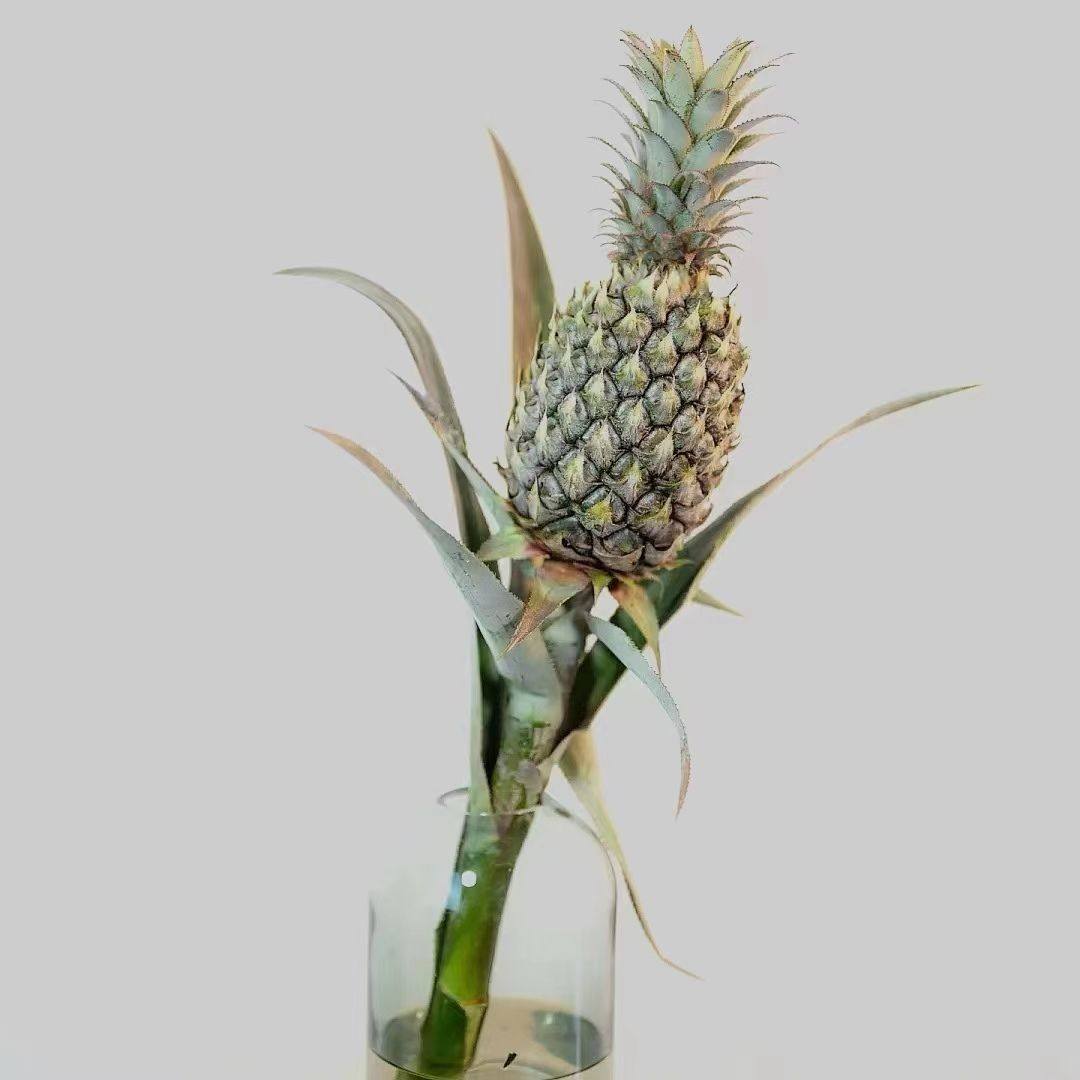 鲜花水培鲜切绿植可做干花家用客厅插花迷你菠萝黑凤梨小菠萝,鲜花速递/花卉仿真/绿植园艺,花材,淘宝优惠券,粉丝福利购,淘宝优惠卷