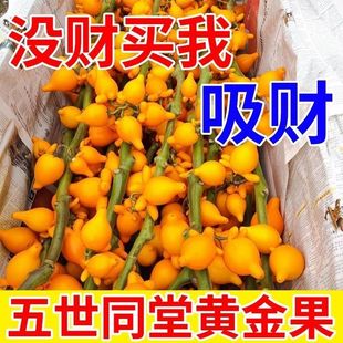 基地直发五代同堂黄金果乳茄喜庆花材基地直销现剪现发财鲜花盆栽