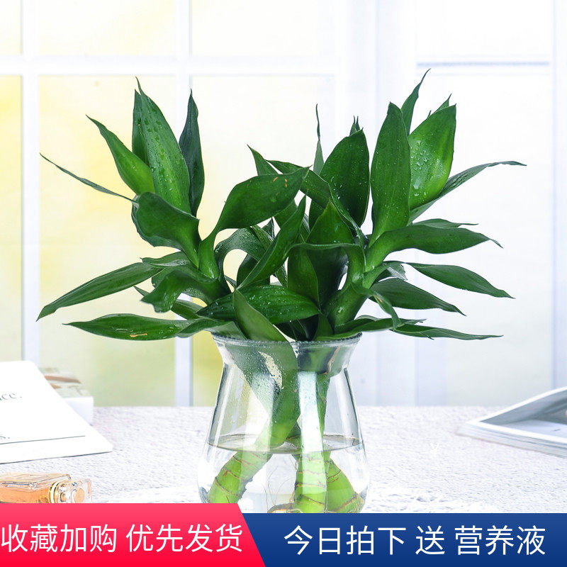 观音竹水培植物盆栽绿植花卉室内花客厅水养绿萝大叶转运竹节节高在类目 鲜花速递/花卉仿真/绿植园艺, 花卉/绿植盆栽（新）, 绿植中 - 来自Buy2taobao.com提供专业的淘宝代购服务