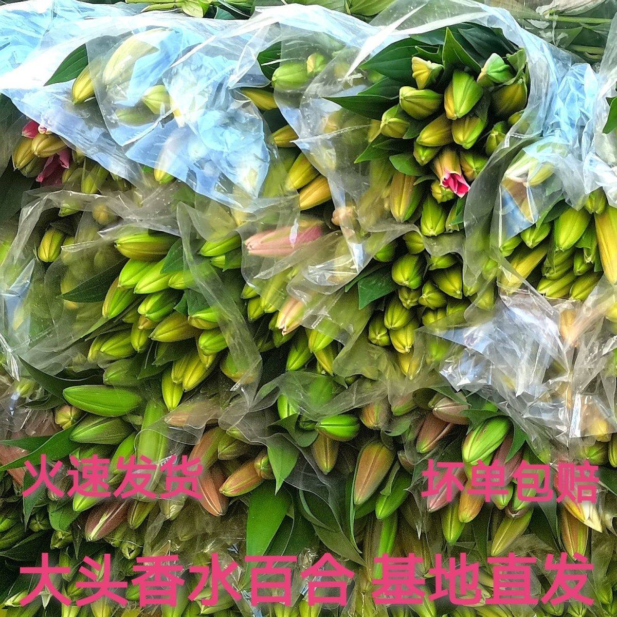 高档 鲜花云南基地直发水养多头香水百合室内真花客厅真花同城礼