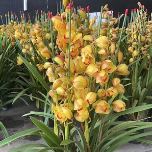 兰花大花蕙兰原盆带花苞大苗办公室绿植庭院室内室外黄金万两原盆