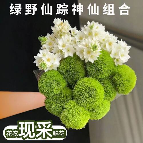 雀梅绿毛球鲜花圣心百合鲜切花小清新花束花期超长客厅办公装饰批