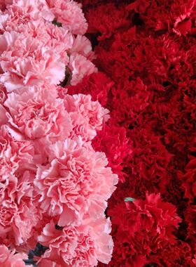 粉色红色单头康乃馨鲜花花材摆设装饰长花期水养现采摘