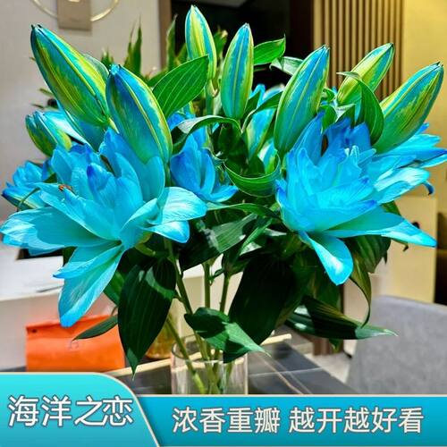 基地直发香水蓝色海洋之恋重瓣百合百合花鲜花吸色水养插花
