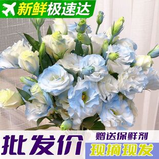 洋桔梗鲜花云南基地直发无刺玫瑰多头混搭客厅装扮水送礼摆摊礼品