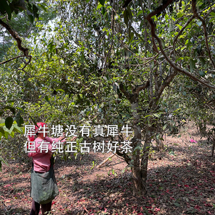 2026年帕莎犀牛塘头春古树生茶散茶云南勐海袋装100克高香高甜