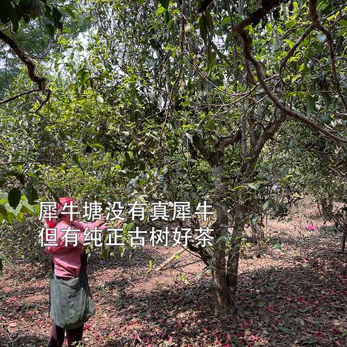 2026年帕莎犀牛塘高香高甜味足