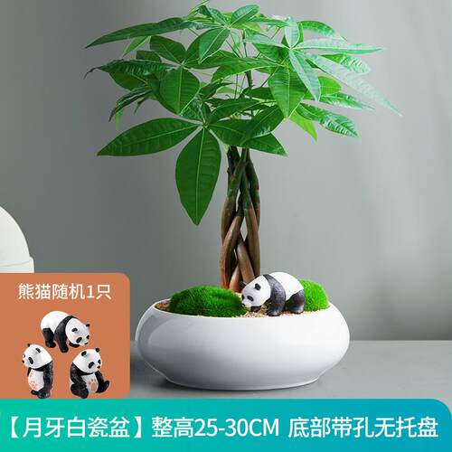 五福发财树小盆栽室内绿植盆栽桌面摆件好养易活办公室绿植盆景