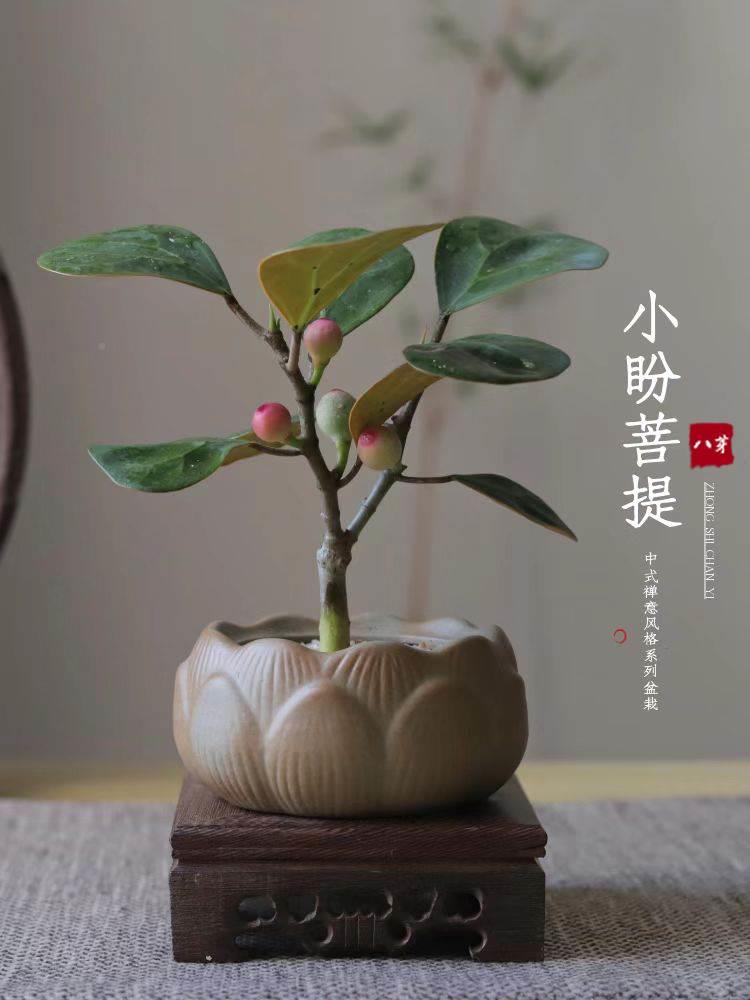绪稳定花盆菩提树盆栽植物室内禅意盆景办公室桌面养花卉绿情图片
